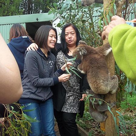 Fauna Australia Wildlife Retreat Lavers Hill Exteriör bild