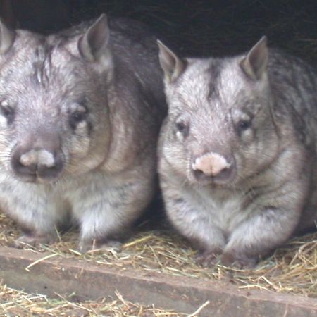 Fauna Australia Wildlife Retreat Lavers Hill Exteriör bild