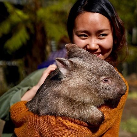 Fauna Australia Wildlife Retreat Lavers Hill Exteriör bild