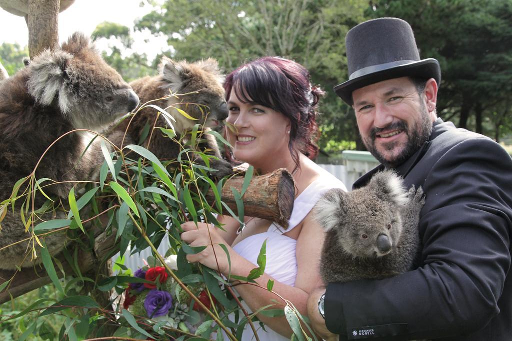Fauna Australia Wildlife Retreat Lavers Hill Exteriör bild