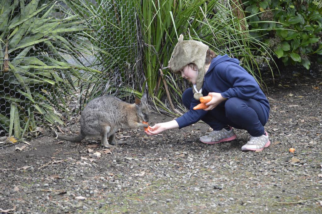Fauna Australia Wildlife Retreat Lavers Hill Exteriör bild