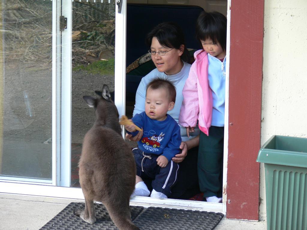 Fauna Australia Wildlife Retreat Lavers Hill Exteriör bild