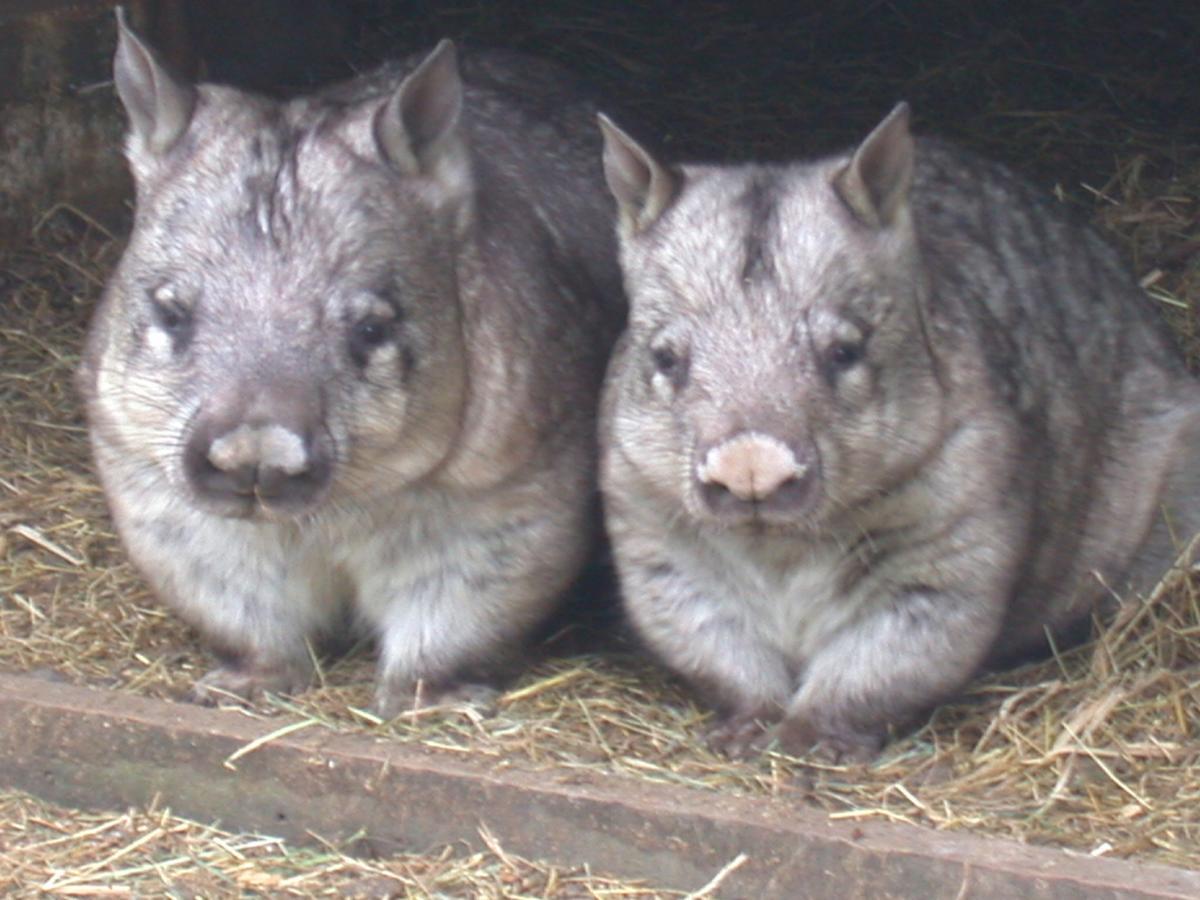 Fauna Australia Wildlife Retreat Lavers Hill Exteriör bild